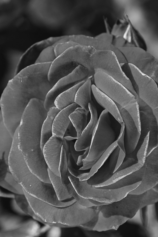 Divine Rose Black And White by Joy Watson